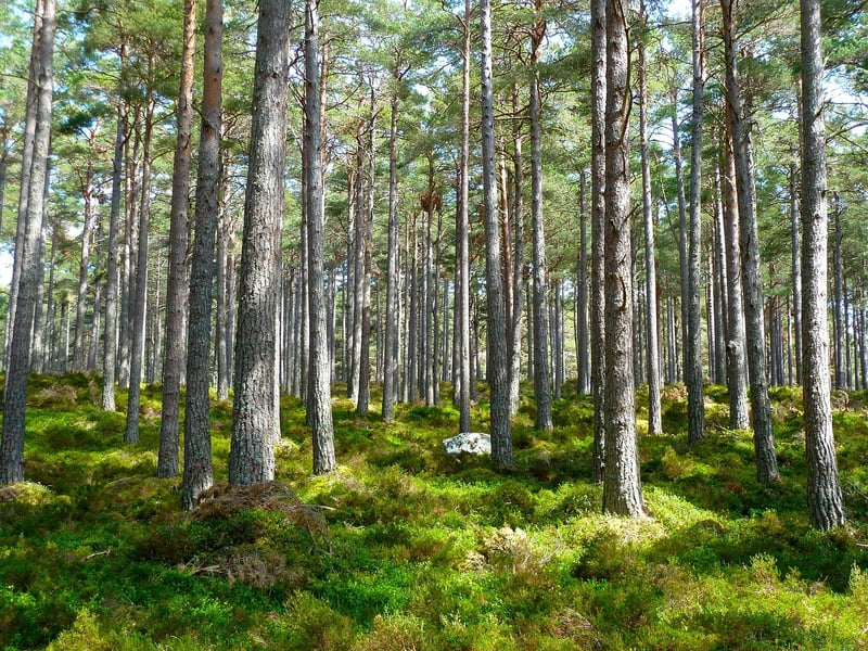 Woodland Feast