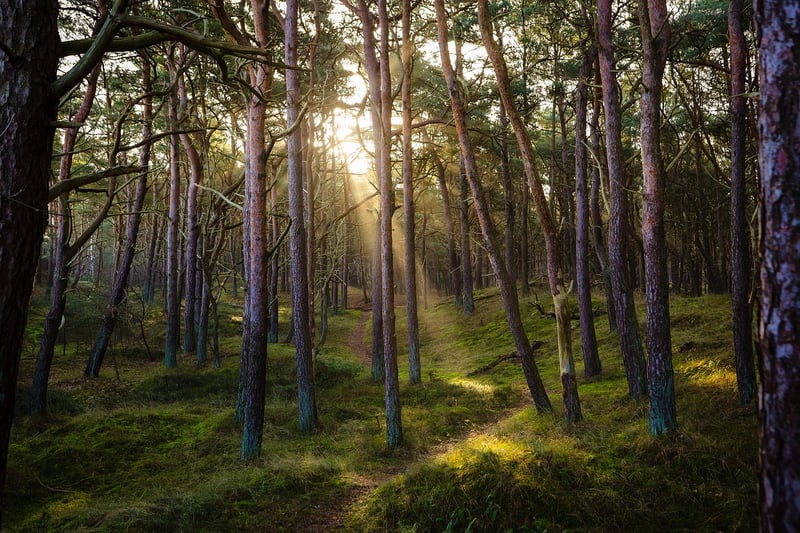 Woodland Feast