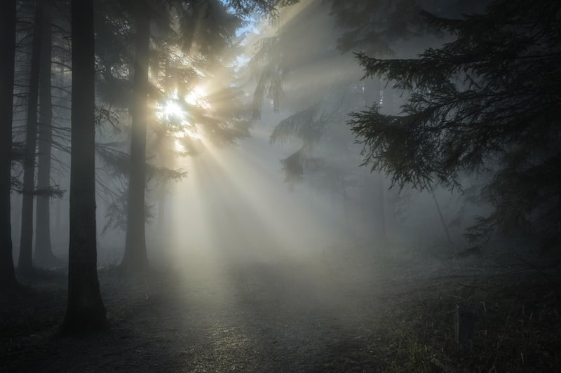 Whispering Pines Grove